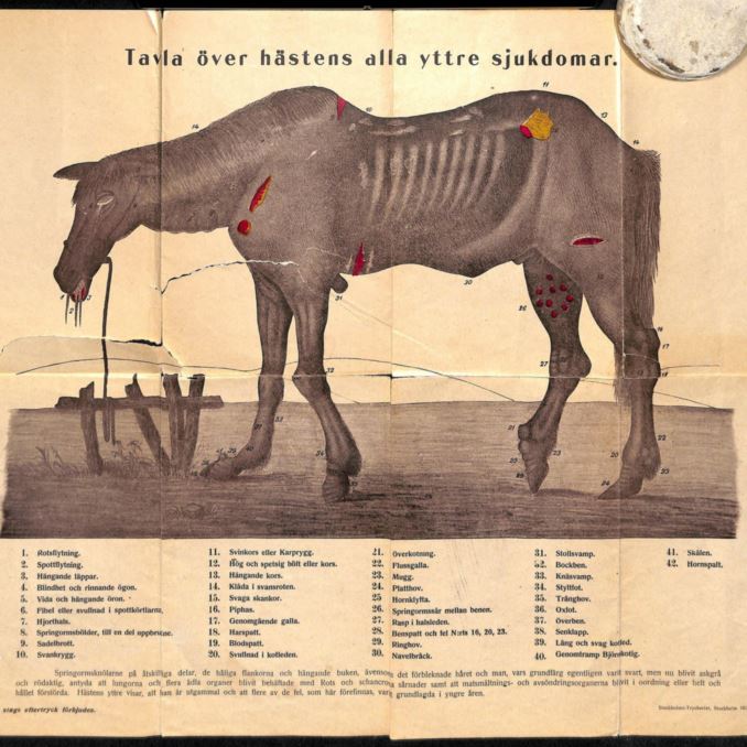 Äldre illustration av häst med olika sjukdomar