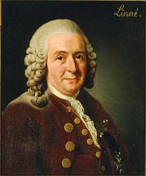 porträtt av Carl von Linné
