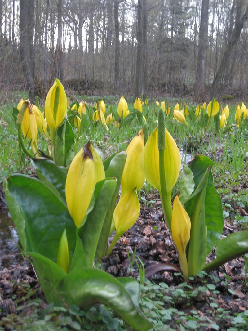 Gula blommor omgivna av stora gröna blad i skogsmiljö.