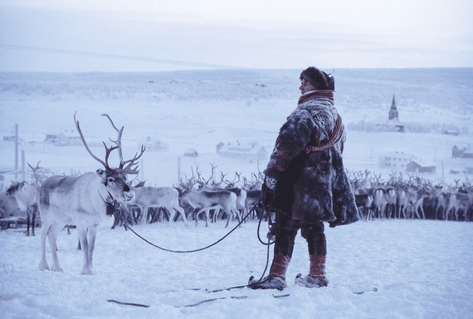 Man i samiska kläder. Renar.