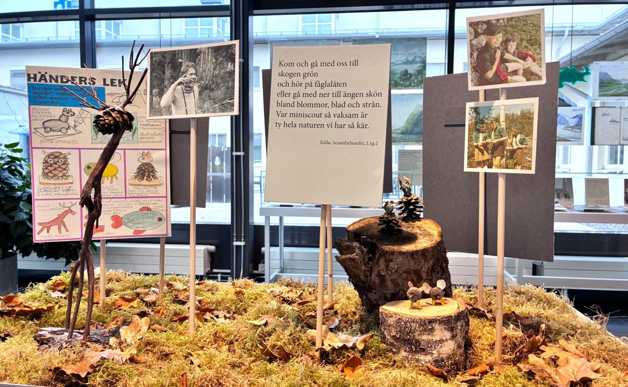 Utställningsmonter med mossa, löv, kottar, stubbar och fotografier.